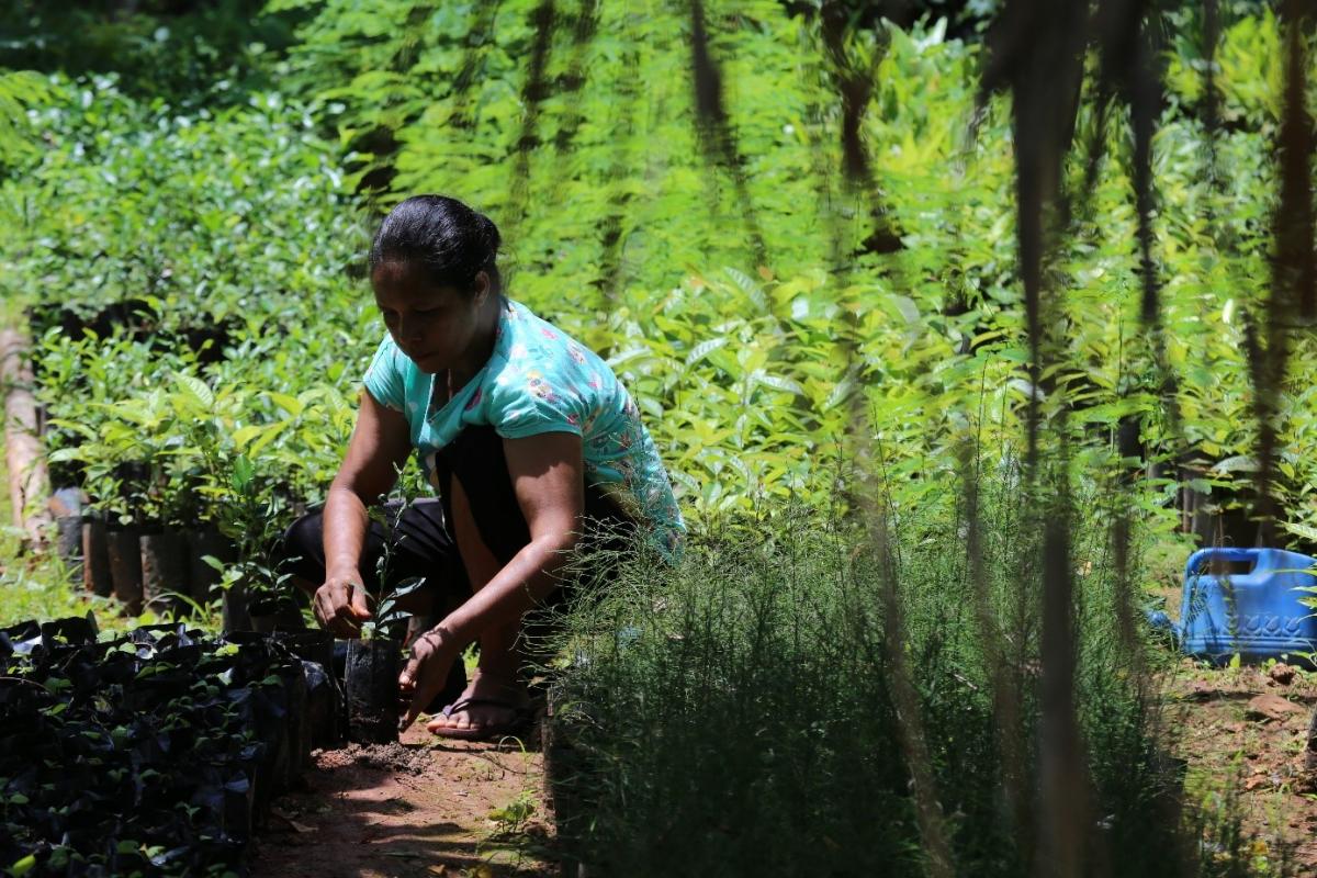 Maria Regina dos Santos, pépiniériste fournissant des jeunes plants au projet Ai ba Futuro – PSAF, Février 2020 © A. Rival, Cirad